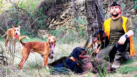 podencos cazando jabali|Jabalí cazado a podenco puesto¡¡ Espectacular lance¡¡¡ LANCES ...